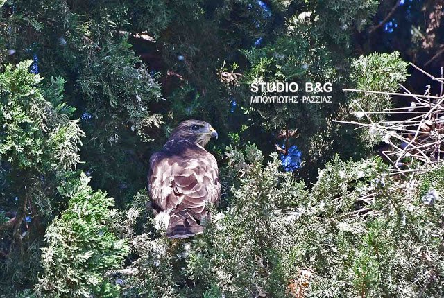 Eντυπωσιακό: Γεράκια έφτιαξαν τις φωλιές τους μέσα στο Ναύπλιο [εικόνες] | iefimerida.gr 2