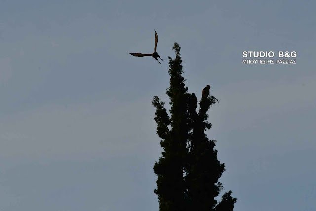 Eντυπωσιακό: Γεράκια έφτιαξαν τις φωλιές τους μέσα στο Ναύπλιο [εικόνες] | iefimerida.gr 3