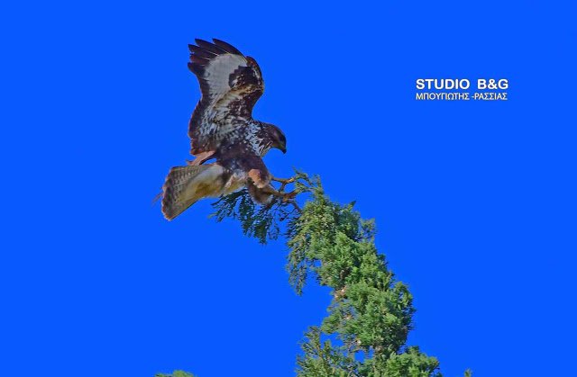 Eντυπωσιακό: Γεράκια έφτιαξαν τις φωλιές τους μέσα στο Ναύπλιο [εικόνες] | iefimerida.gr 4