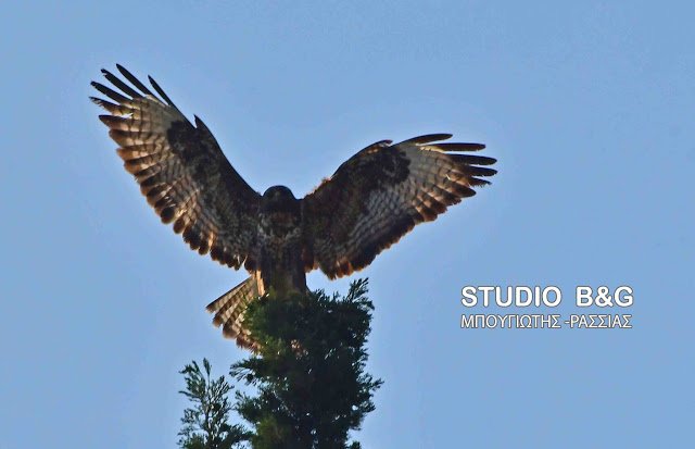 Eντυπωσιακό: Γεράκια έφτιαξαν τις φωλιές τους μέσα στο Ναύπλιο [εικόνες] | iefimerida.gr 5