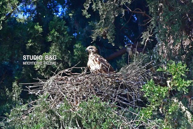 Eντυπωσιακό: Γεράκια έφτιαξαν τις φωλιές τους μέσα στο Ναύπλιο [εικόνες] | iefimerida.gr 6