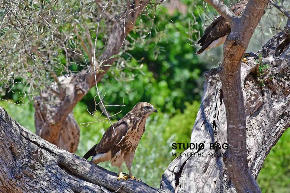 Eντυπωσιακό: Γεράκια έφτιαξαν τις φωλιές τους μέσα στο Ναύπλιο [εικόνες] | iefimerida.gr 7