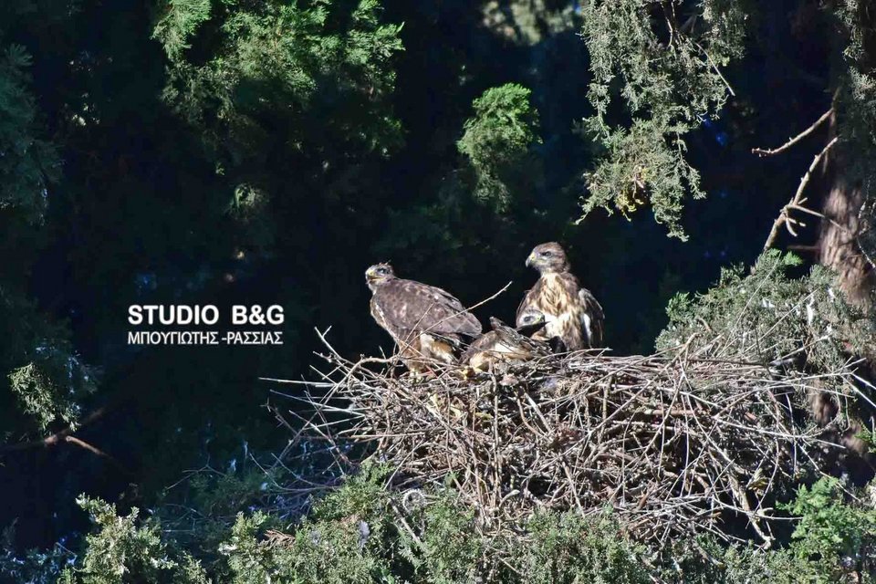 Eντυπωσιακό: Γεράκια έφτιαξαν τις φωλιές τους μέσα στο Ναύπλιο [εικόνες] | iefimerida.gr 8