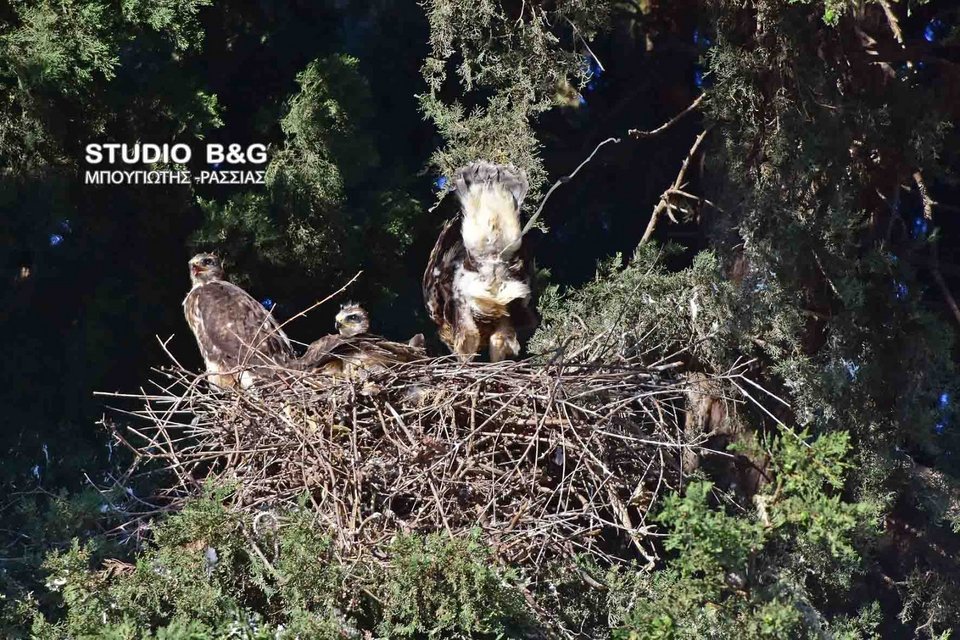Eντυπωσιακό: Γεράκια έφτιαξαν τις φωλιές τους μέσα στο Ναύπλιο [εικόνες] | iefimerida.gr 9