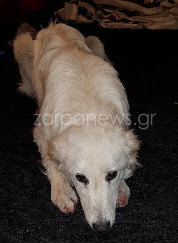 Κρήτη: Eσερνε για χιλιόμετρα τον σκύλο του με το αγροτικό [εικόνες] | iefimerida.gr 0