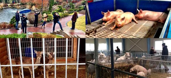 Oι... Βερσαλλίες του Γιανουκόβιτς σε προάστιο του Κιέβου -Μίνι ζωολογικός κήπος στην προεδρική κατοικία [εικόνες] | iefimerida.gr 9