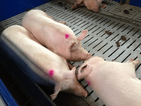 Oι... Βερσαλλίες του Γιανουκόβιτς σε προάστιο του Κιέβου -Μίνι ζωολογικός κήπος στην προεδρική κατοικία [εικόνες] | iefimerida.gr 11