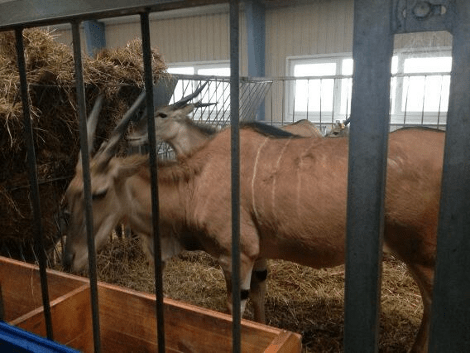 Oι... Βερσαλλίες του Γιανουκόβιτς σε προάστιο του Κιέβου -Μίνι ζωολογικός κήπος στην προεδρική κατοικία [εικόνες] | iefimerida.gr 12