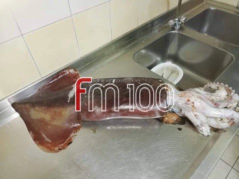 Λήμνος: Βρήκε γιγαντιαίο θράψαλο την ώρα που όργωνε το... χωράφι του [εικόνα] | iefimerida.gr 0