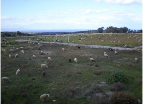Κατασκεύασαν γήπεδο αλλά εδώ και δέκα χρόνια αντί να παίζουν ποδοσφαιριστές βόσκουν ... πρόβατα  [εικόνες] | iefimerida.gr 0