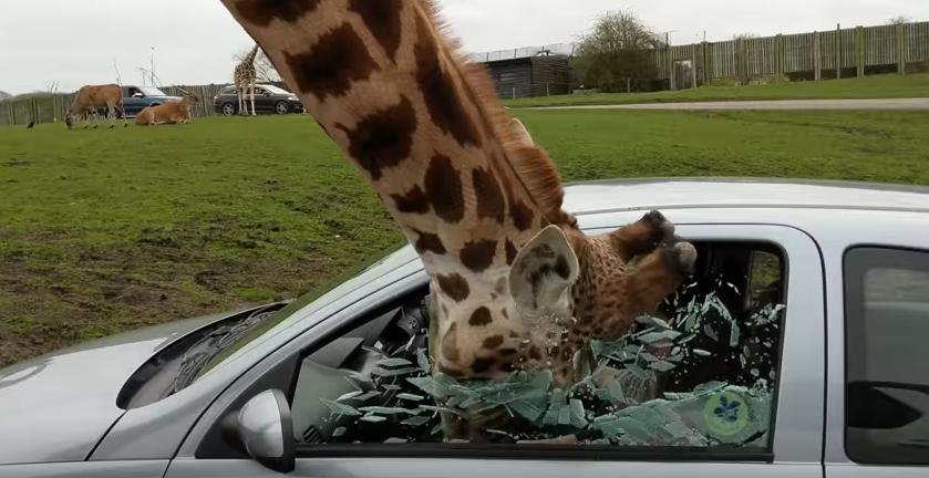 Σκηνή-σοκ σε πάρκο  στην Αγγλία: Καμηλοπάρδαλη έσπασε με το κεφάλι παράθυρο αυτοκινήτου [βίντεο]  | iefimerida.gr 0