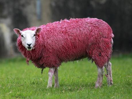Η Iρλανδία βάφτηκε ολόκληρη στα ροζ για να υποδεχθεί τον ποδηλατικό γύρο [εικόνες] | iefimerida.gr 0