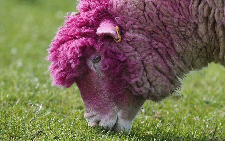 Η Iρλανδία βάφτηκε ολόκληρη στα ροζ για να υποδεχθεί τον ποδηλατικό γύρο [εικόνες] | iefimerida.gr 2