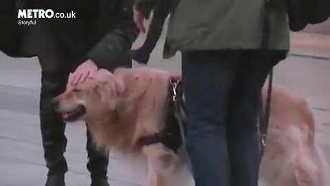 Viral: Σκύλος τρελαίνεται με μουσικό του δρόμου -Δεν έφευγε μέχρι να τελειώσει το τραγούδι [βίντεο] | iefimerida.gr 1