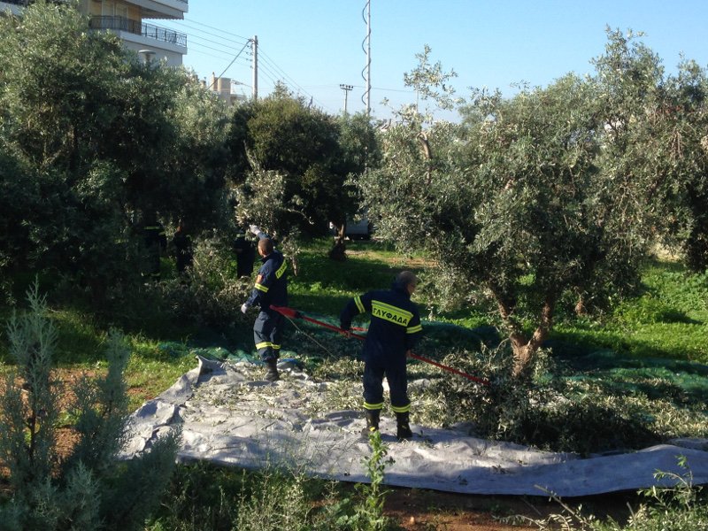 Ο δήμος Γλυφάδας μαζεύει τις ελιές από τους κοινόχρηστους χώρους -Το λάδι θα δοθεί σε φτωχές και άπορες οικογένειες | iefimerida.gr 0