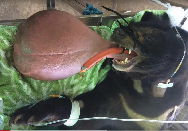 Μιανμάρ: Αρκούδα με τεράστια γλώσσα σώθηκε από μοναχούς [εικόνες & βίντεο] | iefimerida.gr 0