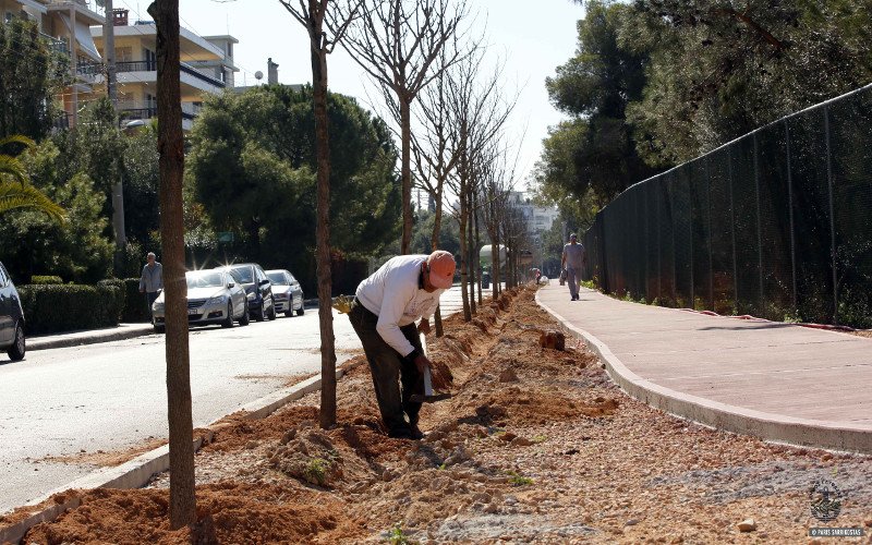 Η Γλυφάδα γίνεται μία «πράσινη» πόλη -Μεγάλα δέντρα και φυτά σε Γκολφ, παραλία και πλατείες  [εικόνες] | iefimerida.gr 1