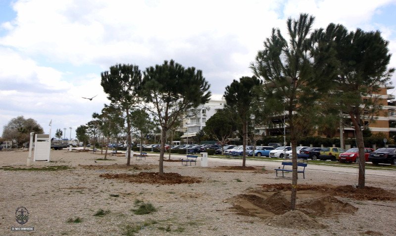 Η Γλυφάδα γίνεται μία «πράσινη» πόλη -Μεγάλα δέντρα και φυτά σε Γκολφ, παραλία και πλατείες  [εικόνες] | iefimerida.gr 2