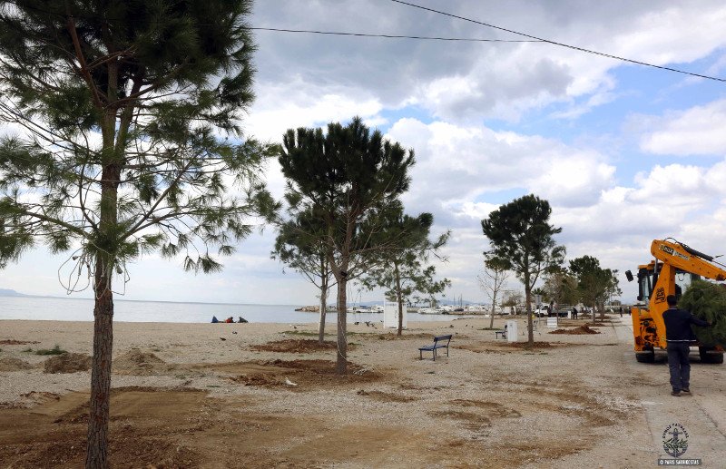 Η Γλυφάδα γίνεται μία «πράσινη» πόλη -Μεγάλα δέντρα και φυτά σε Γκολφ, παραλία και πλατείες  [εικόνες] | iefimerida.gr 3