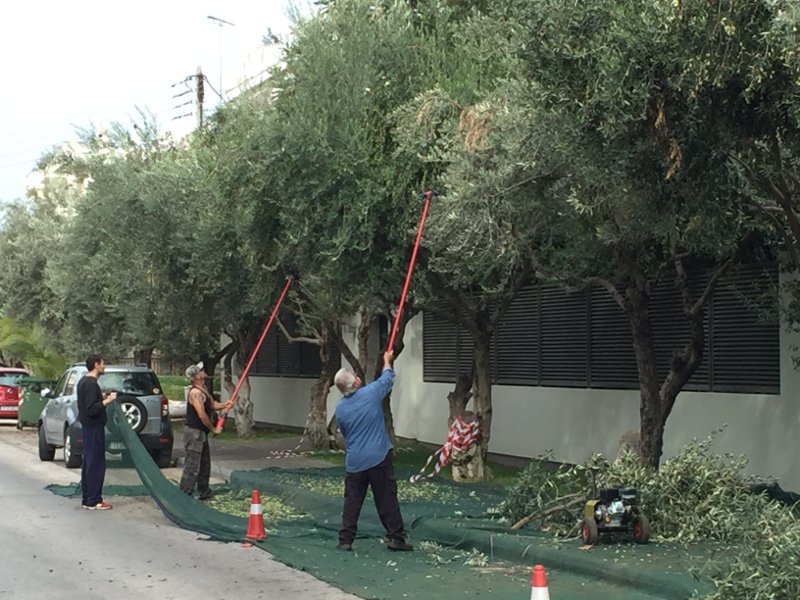 Στη Γλυφάδα φτιάχνουν το δικό τους λάδι -Ξεκινάει η συγκομιδή ελιών [εικόνες] | iefimerida.gr 0