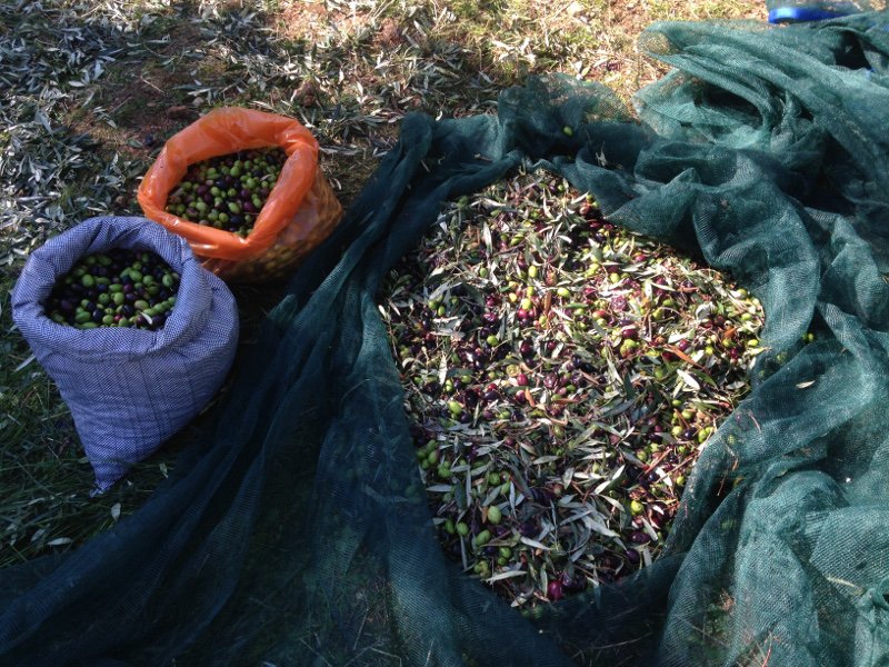 Στη Γλυφάδα φτιάχνουν το δικό τους λάδι -Ξεκινάει η συγκομιδή ελιών [εικόνες] | iefimerida.gr 1