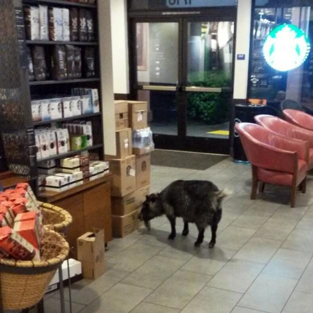 Μια κατσίκα μπήκε στα  Starbucks και το ίντερνετ την λάτρεψε [εικόνες] | iefimerida.gr 0