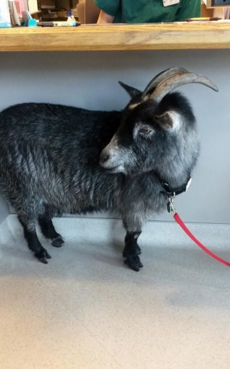 Μια κατσίκα μπήκε στα  Starbucks και το ίντερνετ την λάτρεψε [εικόνες] | iefimerida.gr 3