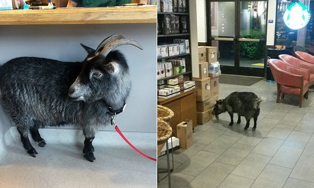 Μια κατσίκα μπήκε στα  Starbucks και το ίντερνετ την λάτρεψε [εικόνες] | iefimerida.gr 4