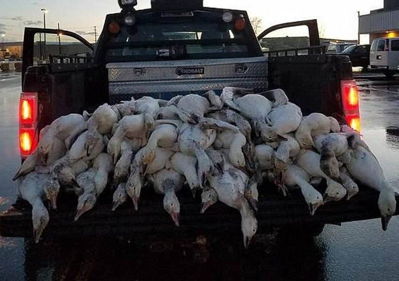 Κοπάδι από νεκρές χήνες έπεσε από τον ουρανό – Χτυπήθηκαν από κεραυνό [βίντεο] | iefimerida.gr 0