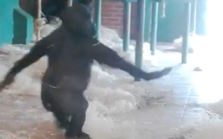 Γοριλάκι χορεύει σαν μπαλαρίνα και γίνεται viral [εικόνες & βίντεο] | iefimerida.gr 0