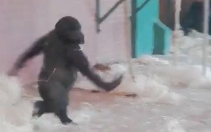 Γοριλάκι χορεύει σαν μπαλαρίνα και γίνεται viral [εικόνες & βίντεο] | iefimerida.gr 1