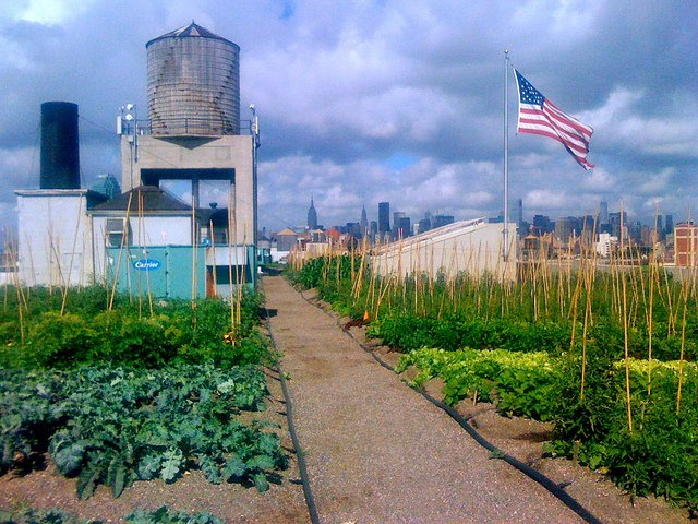 Ένα ολόκληρο χωράφι σε ταράτσα του Μπρούκλιν – Φρούτα και λαχανικά ανθίζουν στην καρδιά της πόλης [εικόνες]  | iefimerida.gr 1