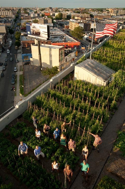 Ένα ολόκληρο χωράφι σε ταράτσα του Μπρούκλιν – Φρούτα και λαχανικά ανθίζουν στην καρδιά της πόλης [εικόνες]  | iefimerida.gr 2