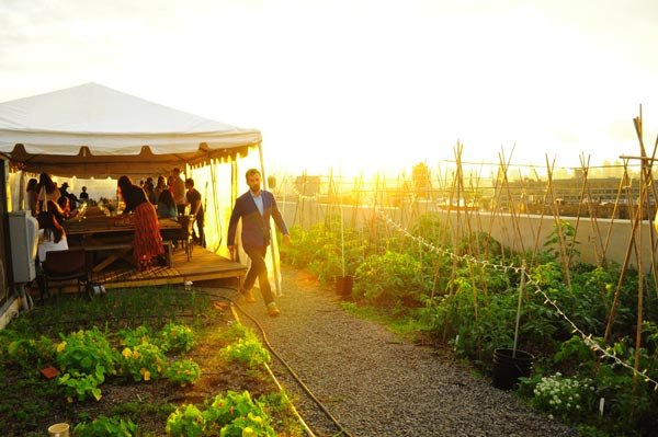 Ένα ολόκληρο χωράφι σε ταράτσα του Μπρούκλιν – Φρούτα και λαχανικά ανθίζουν στην καρδιά της πόλης [εικόνες]  | iefimerida.gr 4