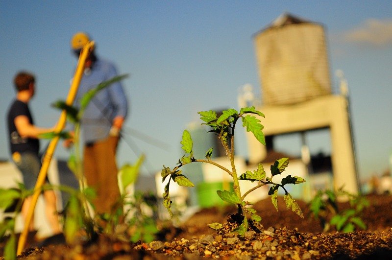 Ένα ολόκληρο χωράφι σε ταράτσα του Μπρούκλιν – Φρούτα και λαχανικά ανθίζουν στην καρδιά της πόλης [εικόνες]  | iefimerida.gr 5