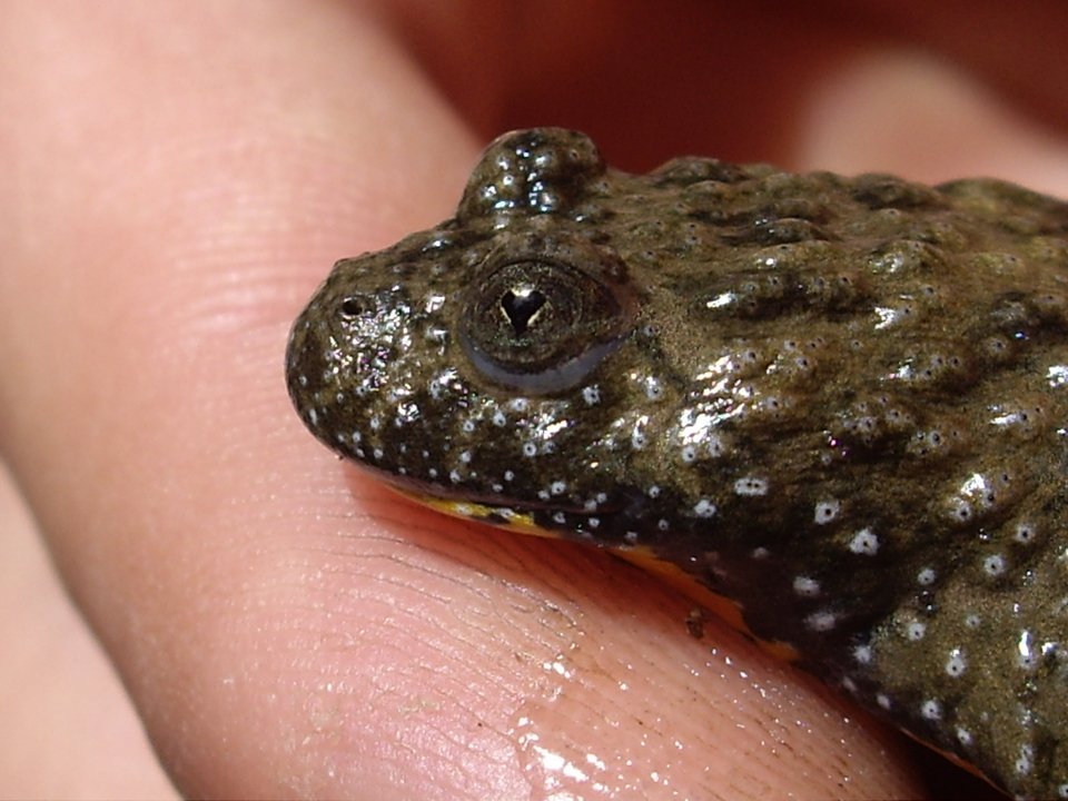 O δράκος τσέπης των Γρεβενών «κοντράρει» τον κροκόδειλο Σήφη στην Κρήτη [εικόνες] | iefimerida.gr 0