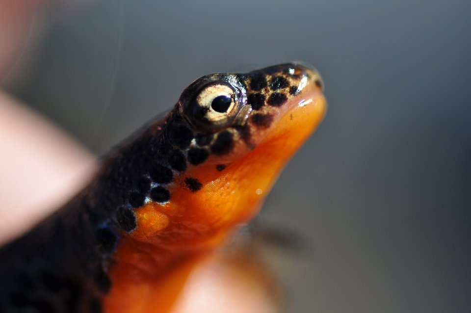 O δράκος τσέπης των Γρεβενών «κοντράρει» τον κροκόδειλο Σήφη στην Κρήτη [εικόνες] | iefimerida.gr 1