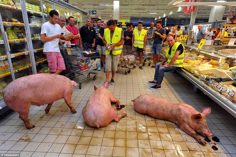 Γάλλοι αγρότες έβαλαν ζωντανά γουρούνια μέσα σε σούπερ μάρκετ [εικόνες]  | iefimerida.gr 1