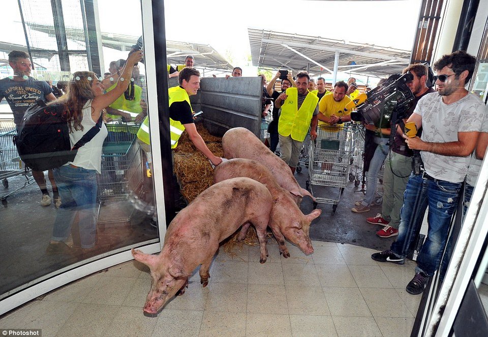 Γάλλοι αγρότες έβαλαν ζωντανά γουρούνια μέσα σε σούπερ μάρκετ [εικόνες]  | iefimerida.gr 2
