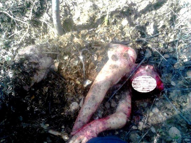 Αρκούδα επιτέθηκε σε Ρωσίδα και την έθαψε ζωντανή -Δίνει μάχη για τη ζωή της [εικόνες] | iefimerida.gr 0