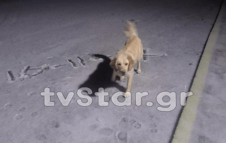 «Ασπρισε» ο Παρνασσός -Χαλάζι κάλυψε τους δρόμους [εικόνες&βίντεο]  | iefimerida.gr 0