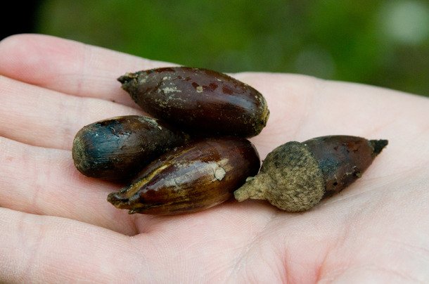 Προσούτο Jamon Iberico, το καλύτερο στον κόσμο -Από μαύρους χοίρους [εικόνες] | iefimerida.gr 5