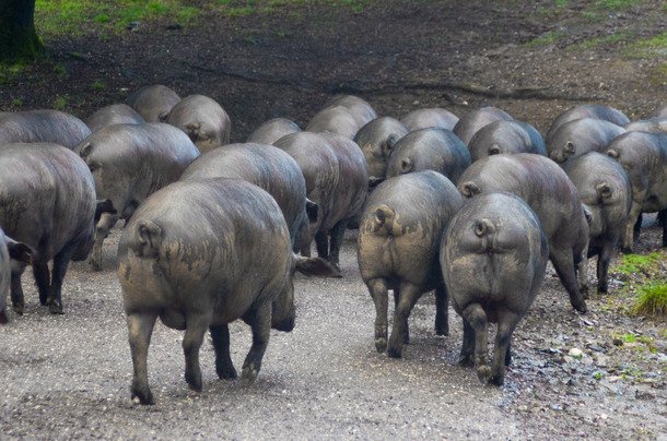 Προσούτο Jamon Iberico, το καλύτερο στον κόσμο -Από μαύρους χοίρους [εικόνες] | iefimerida.gr 4