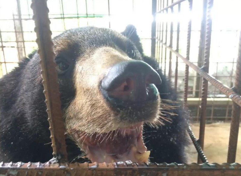 Μιανμάρ: Αρκούδα με τεράστια γλώσσα σώθηκε από μοναχούς [εικόνες & βίντεο] | iefimerida.gr 2