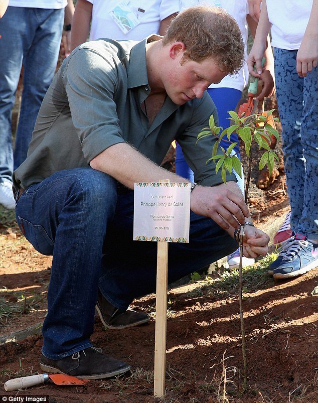 Ο πρίγκιπας Χάρι καταϊδρωμένος τσαπίζει -Αποβιβάστηκε από το τζετ για να φυτέψει δέντρα στο Σάο Πάολο [εικόνες] | iefimerida.gr 4