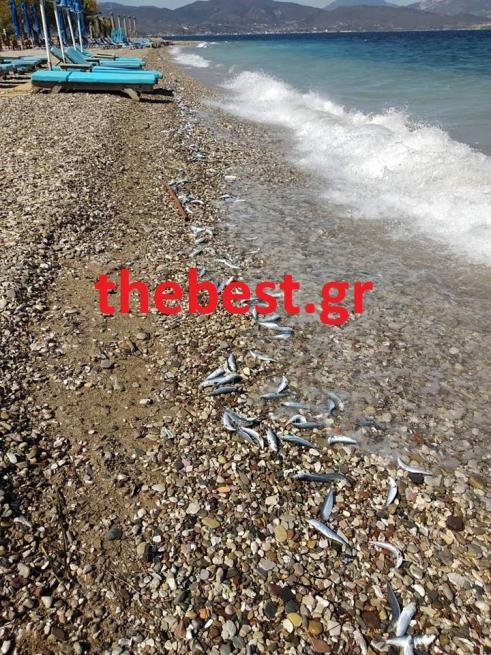 Πάτρα: Γέμισε νεκρές σαρδέλες η παραλία του Αγίου Βασιλείου [εικόνες] | iefimerida.gr 3