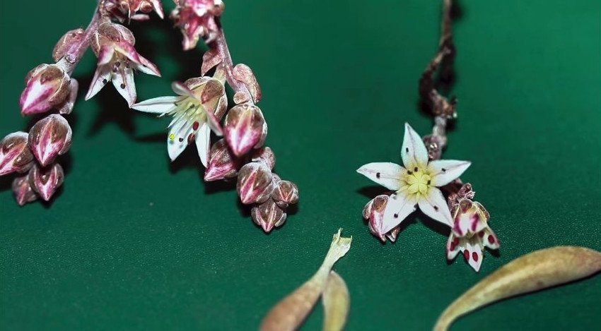 Επιστήμονες έδωσαν το όνομα του Τζίμι Χέντριξ σε σπάνιο είδος κάκτου [εικόνα & βίντεο]  | iefimerida.gr 0