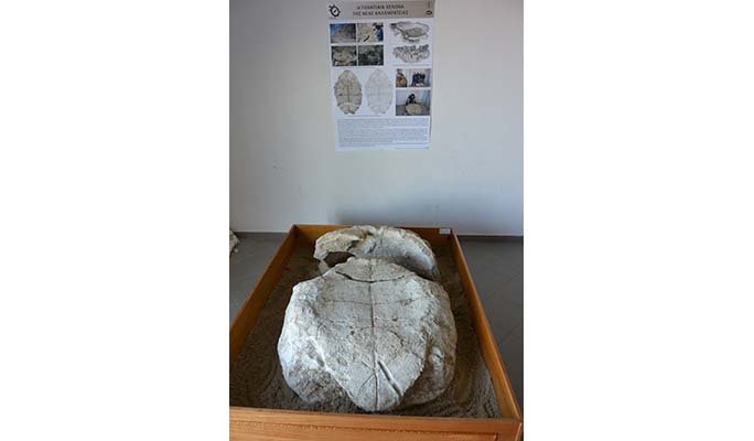  Απολιθωμένες χελώνες 3 εκατ. ετών ανακαλύφθηκαν στην Πιερία- Η μία ζυγίζει 800 κιλά [εικόνες] | iefimerida.gr 6