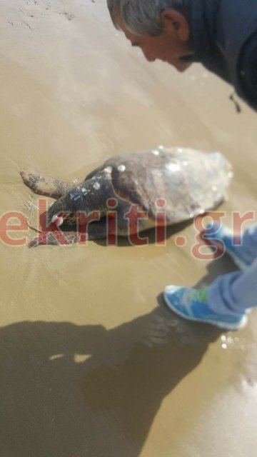 Νεκρή χελώνα καρέτα καρέτα σε παραλία της Κρήτης -Την εντόπισαν περιπατητές | iefimerida.gr 0