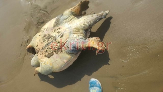 Νεκρή χελώνα καρέτα καρέτα σε παραλία της Κρήτης -Την εντόπισαν περιπατητές | iefimerida.gr 1